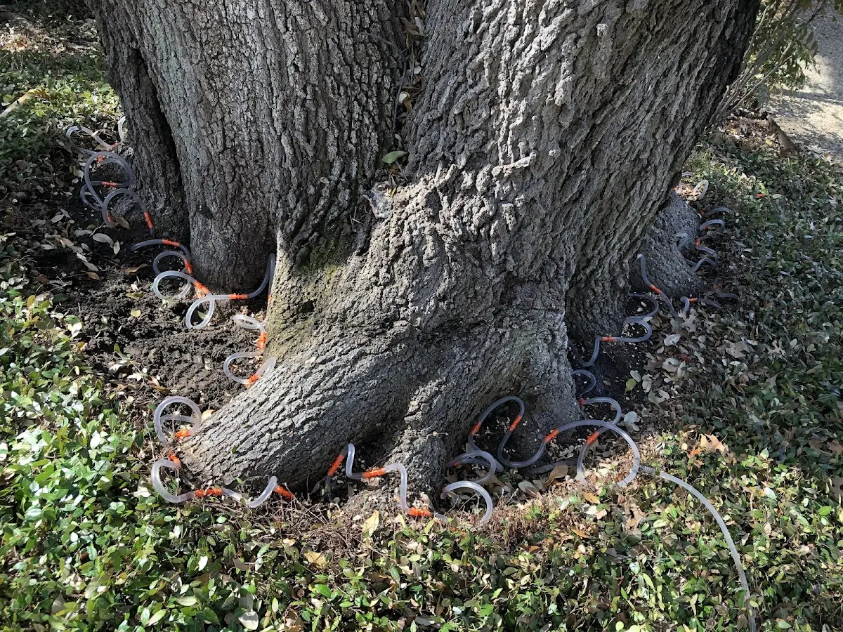 Detailed Tree Cabling and Bracing job site in Palisades Park