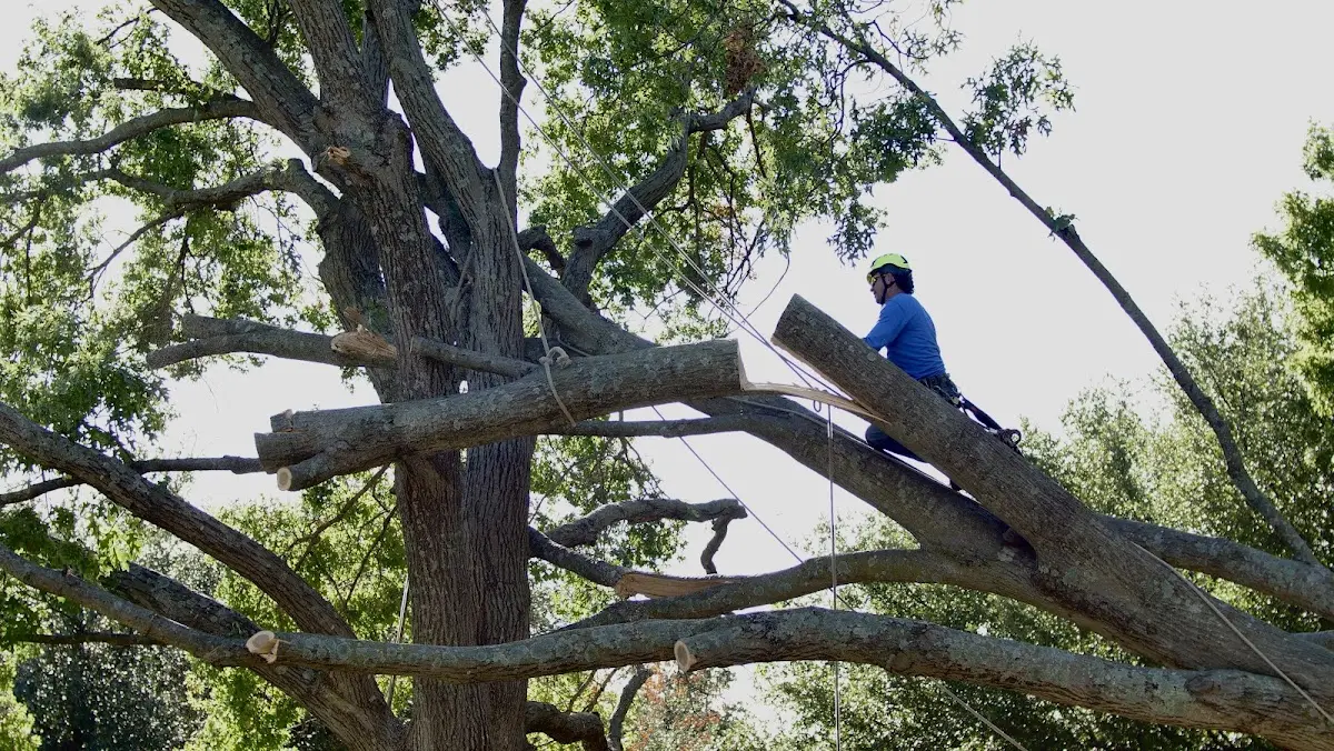 Professional Hazardous Tree Removal performed by certified arborists in Palisades Park